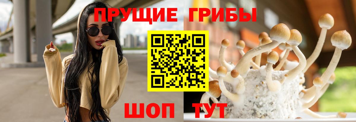 Шатура  Псилоцибиновые грибы мицелий  Вход с VPN  Псилоцибиновые грибы прущие грибы 
